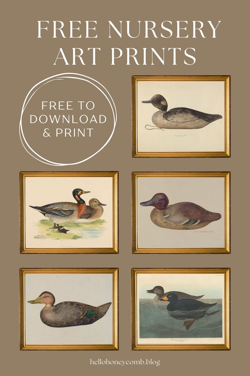 5 framed vintage duck wall art prints on brown background