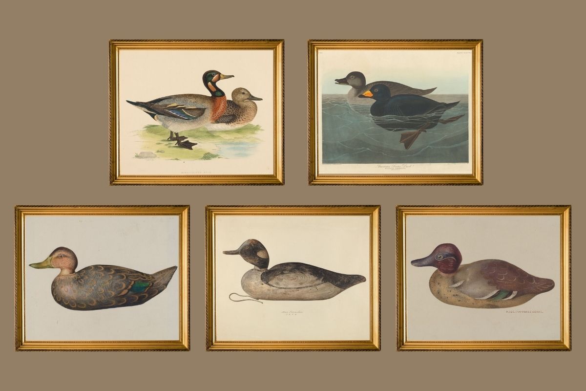 5 framed vintage duck wall art prints on brown background