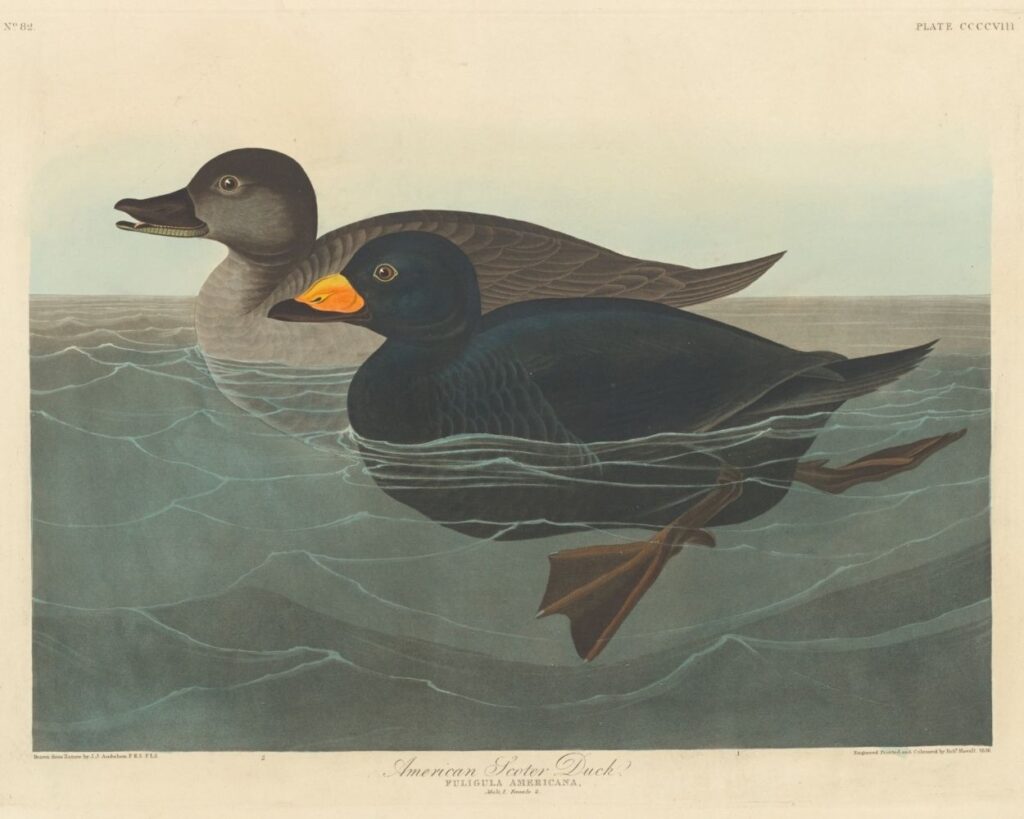 Vintage ducks print